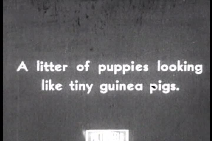 1940s - Champion sled dogs raised and trained in New Hampshire, ca.1940.