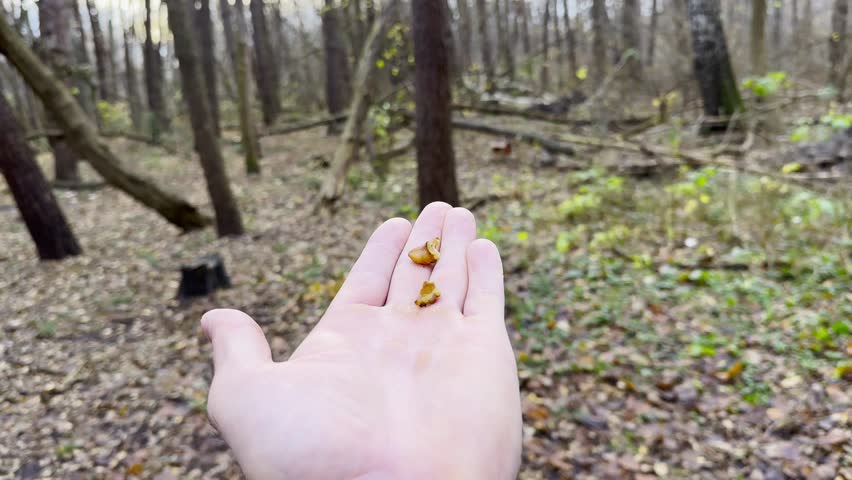 Beautiful tomtit pecking food from a male hand at autumn forest. Small titmouse eating meal from arm of young man outdoor. Guy feeding cute tit bird to walnuts in woodland. POV