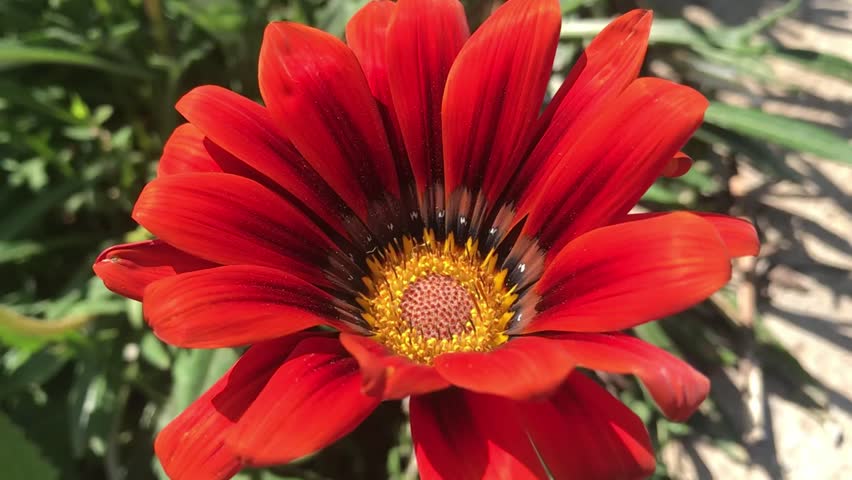 Vibrant Red Gazania Flower Macro with Dark Center Pattern in Natural Garden Background