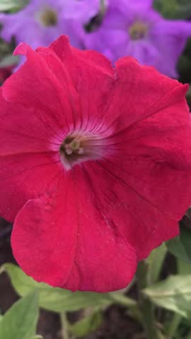 Petunia flowers. Red flower. Red petunia flower isolated. Beautiful pink and white petunias bloom in a garden. Petunia × hybrida.  Sanguna ® Rose Vein Petunia × hybrida – Red Veined Star-Shaped Flower in Garden