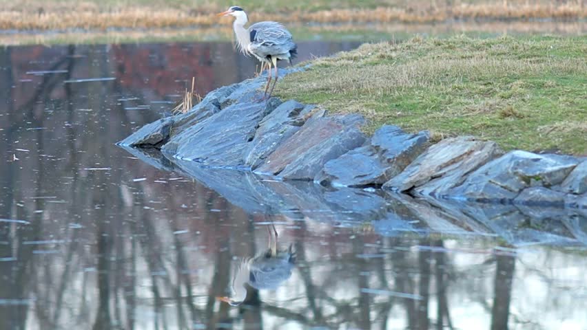 Patient Predator: Grey Heron Stalking Prey in the City Park Pond