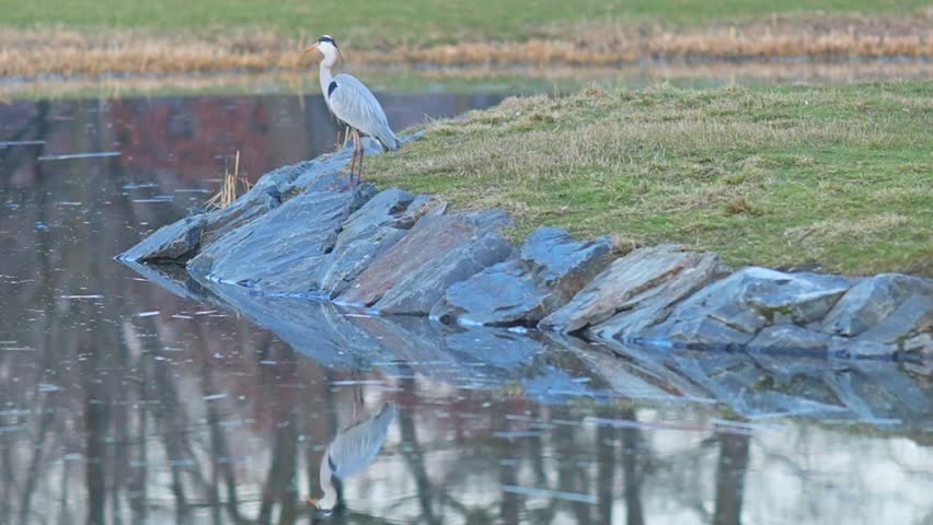 Patient Predator: Grey Heron Stalking Prey in the City Park Pond