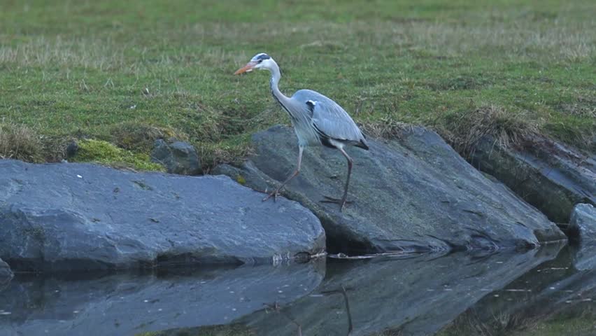 Patient Predator: Grey Heron Stalking Prey in the City Park Pond