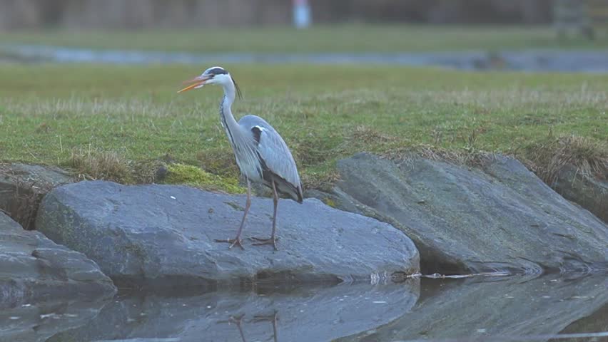 Patient Predator: Grey Heron Stalking Prey in the City Park Pond