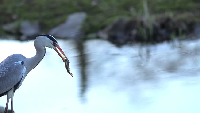 Patient Predator: Grey Heron Stalking Prey in the City Park Pond