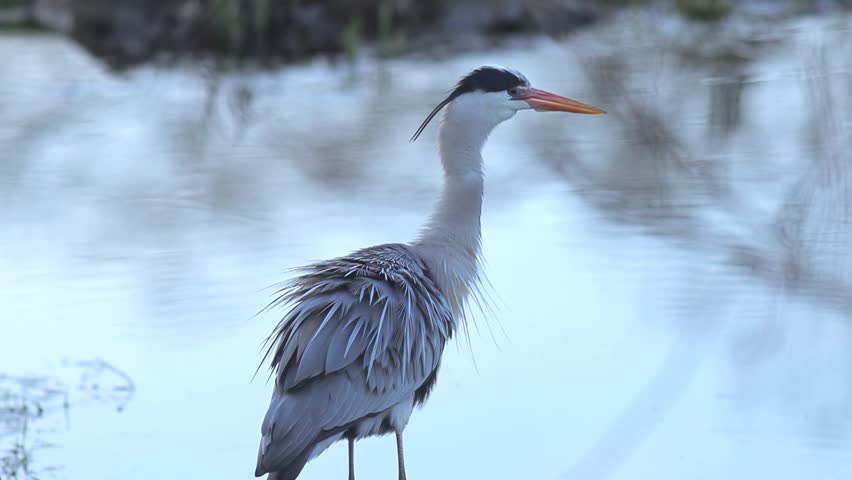 Patient Predator: Grey Heron Stalking Prey in the City Park Pond