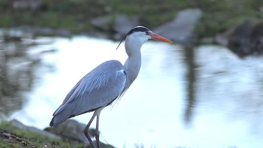 Patient Predator: Grey Heron Stalking Prey in the City Park Pond