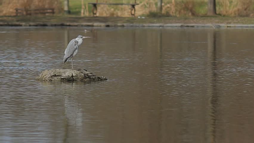 Patient Predator: Grey Heron Stalking Prey in the City Park Pond