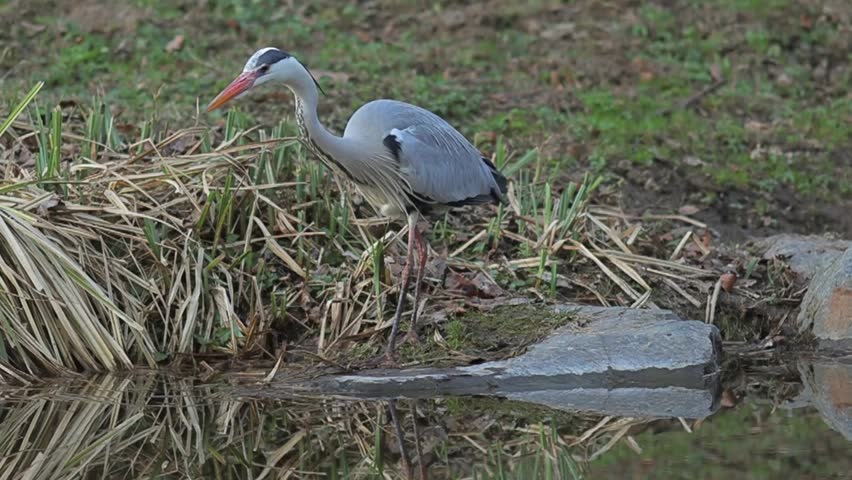 Patient Predator: Grey Heron Stalking Prey in the City Park Pond