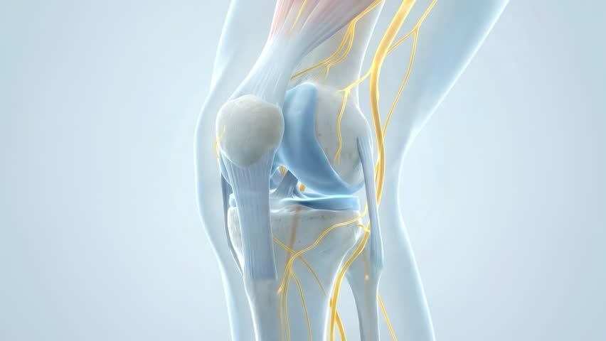 3d medical knee joint anatomy showing ligaments and nerves moving through flexion and extension motion