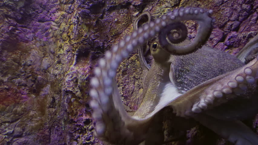An interesting close-up portrait of a fascinating octopus swimming actively within a clean aquarium tank environment showing its tentacles and detailed skin texture under artificial light
