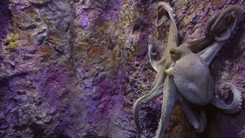 An interesting close-up portrait of a fascinating octopus swimming actively within a clean aquarium tank environment showing its tentacles and detailed skin texture under artificial light