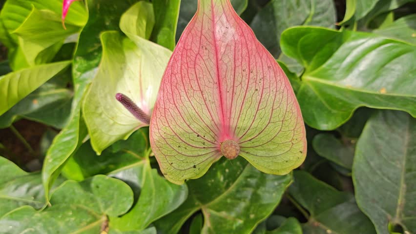 close shot of the Anthurium scherzerianum Schott flower plant.