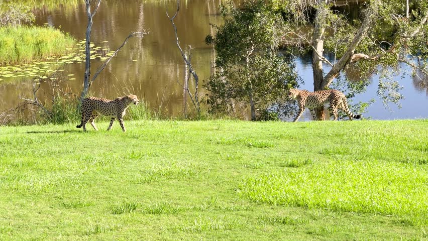 Two cheetahs walk across a green field near a pond in bright daylight