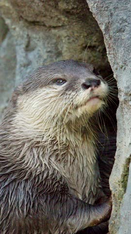 Close-up shot of an Asian small-clawed otter looking around before retreating into its rocky den