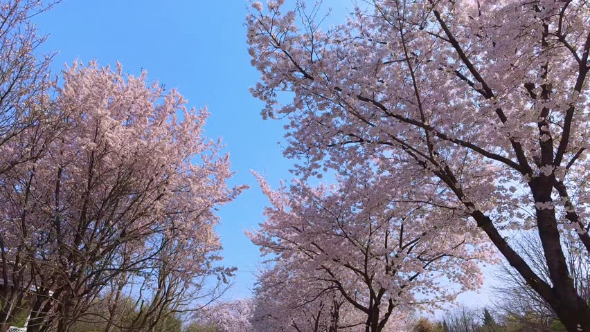 Walking through a wide tunnel of cherry blossoms looking up at the pink sky in slow motion.