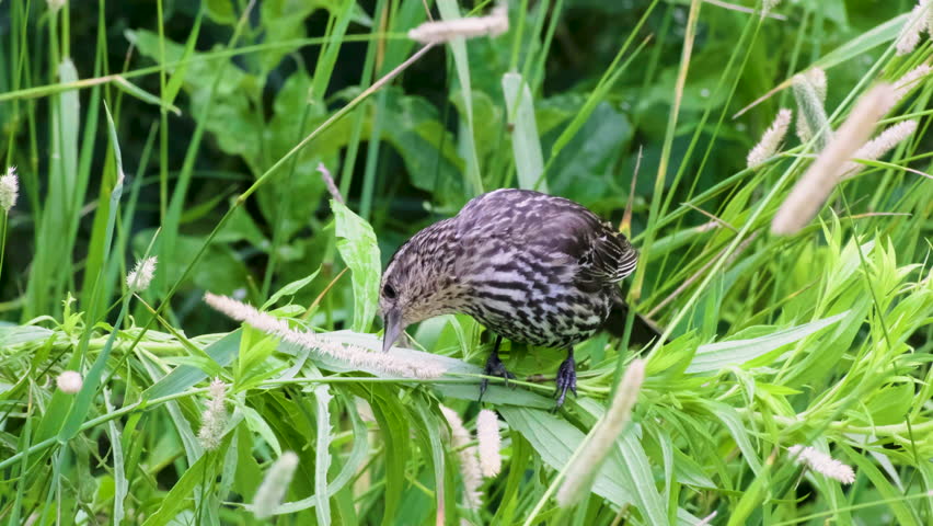 Female Red-Winged Blackbird Foraging for Food