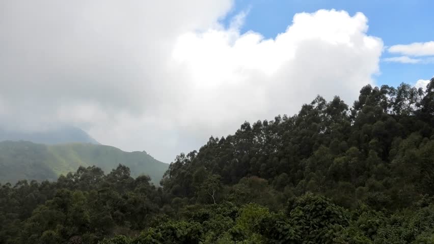 The beautiful landscape of Munnar in Idukki, Kerala, India, covered with fog.
