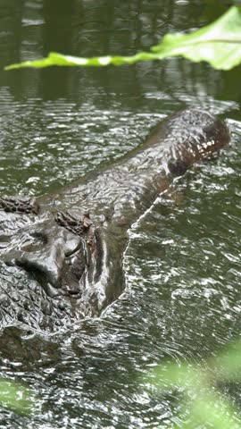 A false gharial swims slowly through murky green water, viewed from a high angle