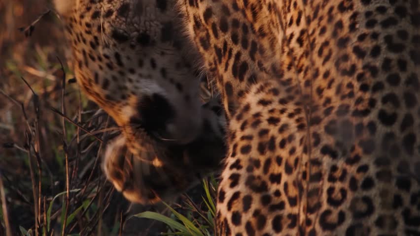 Close-up of a Cheetah Grooming and Cleaning Blood from its Paws by Licking after a Successful Hunt