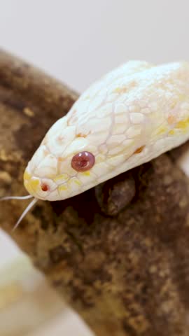 A detailed vertical close-up of an albino corn snake resting its head on wood.