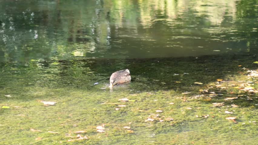 A single duck glides across a pond filled with green algae and tree reflections.