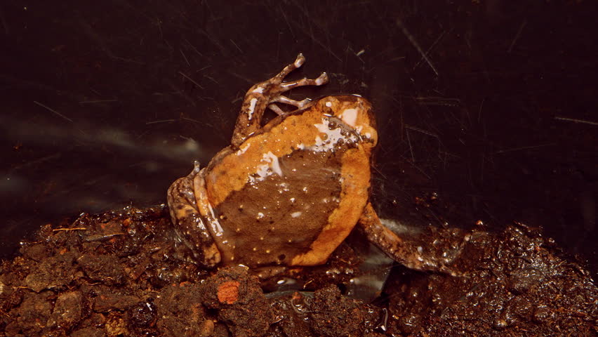 Close Up of Frog Covered in Wet Mud as Water Splashes on Body Revealing Natural Colors and Texture in Dark Environment, Amphibian Reaction.