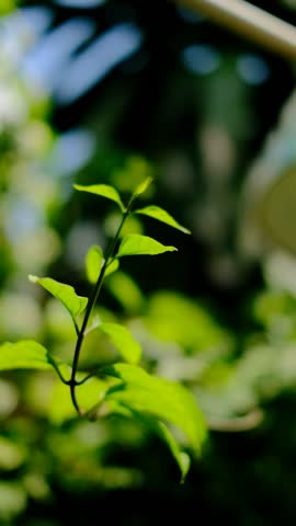 Close-up of vibrant green leaves on a thin branch illuminated by sunlight. Fresh foliage in natural outdoor setting. Nature background with bright plant leaves. sstkvertical