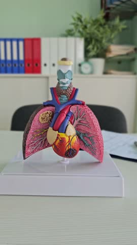 Model of human lungs and heart displayed on a table in a classroom setting with files and a plant in background