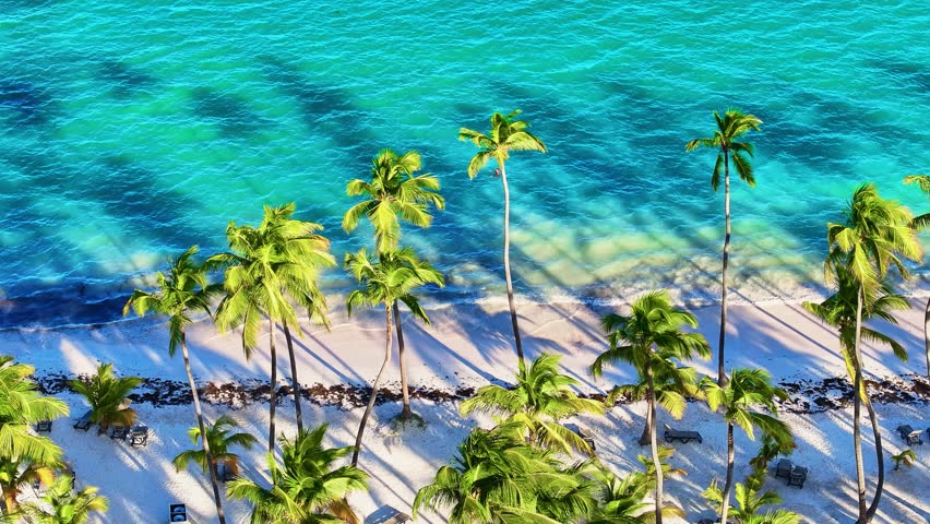 The azure Caribbean coast with a palm-lined beach. A stunning white sand beach and turquoise seawater. Caribbean beach and palm trees. Tall palm trees on a large resort beach on the island. Summer vacation in beautiful nature.