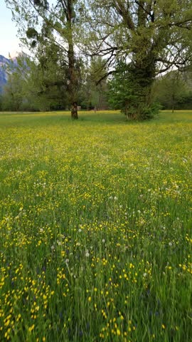 Green meadow filled with yellow wildflowers trees and foliage leading to Lake Walen Switzerland