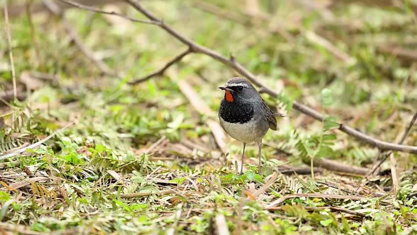 The brilliant crimson of the throat creates a sharp, eye-catching contrast against the dark, organic textures of the woodland floor.