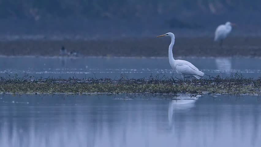 The stillness of the wetland is embodied by this solitary heron, perfectly positioned against a backdrop of soft-focus aquatic vegetation.