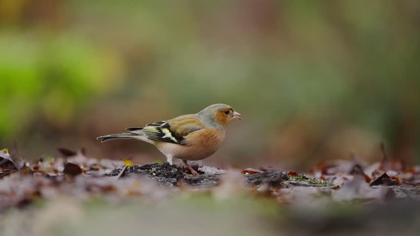 Eurasian chaffinch feeding on forest floor, pecking at seeds and leaf litter before taking off; shallow depth of field, natural woodland habitat, calm wildlife scene.
