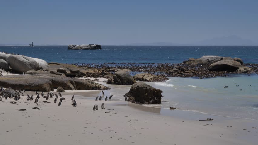 A raft of Jackass penguins enjoy themselves in False Bay, surrounded by boulders and kelp, as others stand and waddle at Boulders Beach, Cape Town, with mountains way off in the distance.