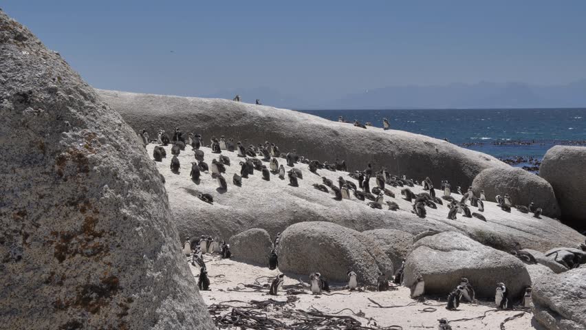 Small feathers float around as molting Jackass penguins stand on the beach and rocks with dried kelp against the backdrop of False Bay with mountains in the distance at Boulders Beach, Cape Town.