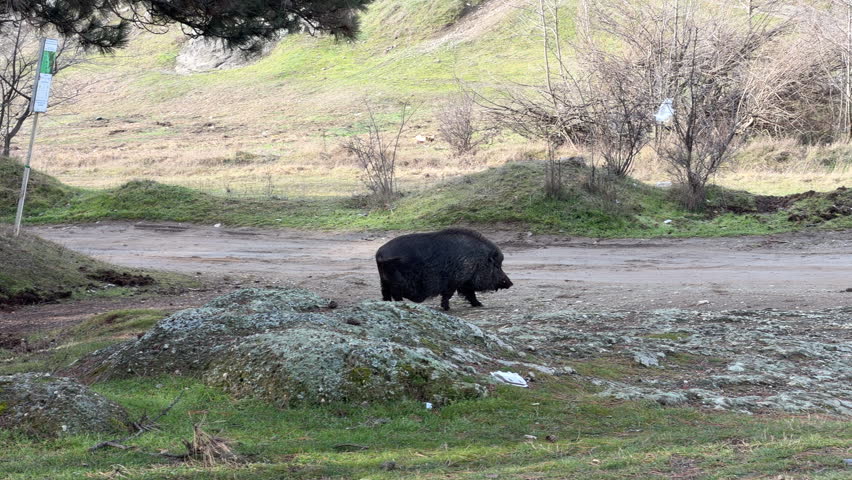 A large pig with thick black hair stands on a muddy dirt road. Behind the animal, green grassy hills and sparse trees create a natural outdoor environment.