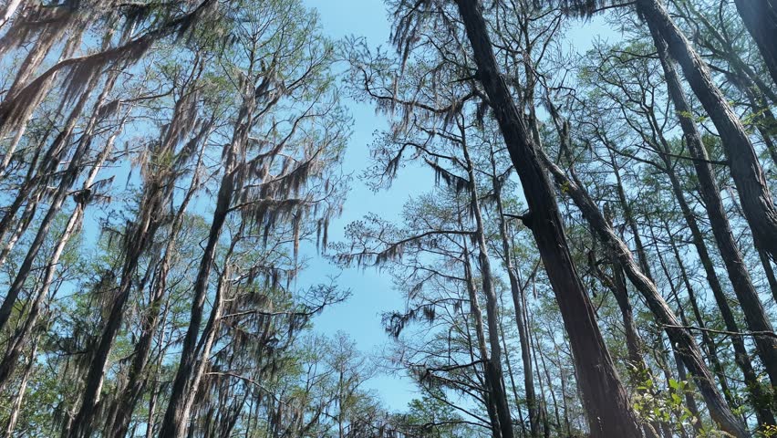 A low-angle view of a forest canopy with pine trees covered in moss, reaching towards the bright blue sky above