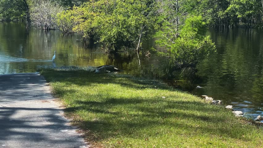 An alligator rests on the bank while a white egret stands in the shallow water of the Okefenokee Swamp, surrounded by lush vegetation