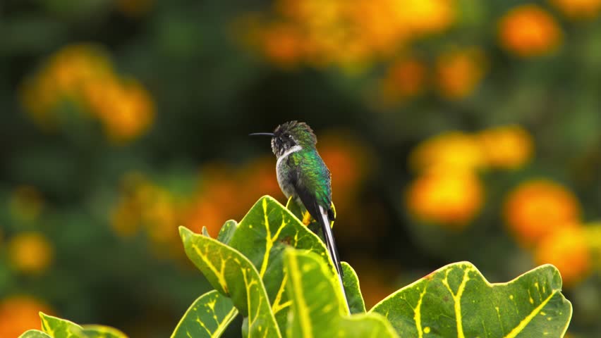 Cora hummingbird (Thaumastura cora) perched on leaf with fluffed feathers, sticking tongue out and looking side to side with blurred lantana flowers in background.
