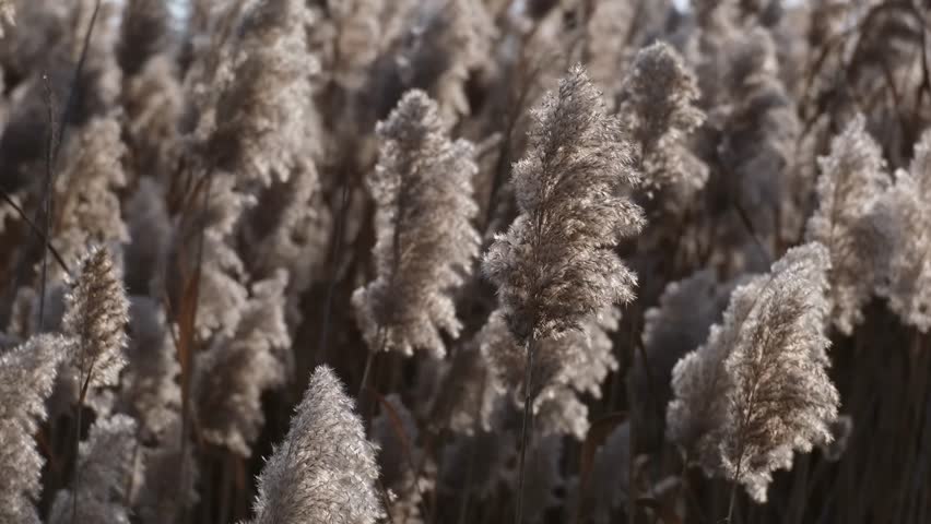 Close-up of brown reed plums swaying by the breeze in warm backlight. Slow motion calm nature scenery, shallow depth of field. The Great Hungarian Plain on a windy autumn day near Farmos, Hungary.