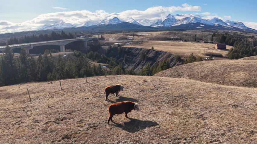 Aerial shot of two dark cows grazing on a dry hillside field near Whitefish, Montana, with expansive plains and the snow-capped Rocky Mountains in the distance.