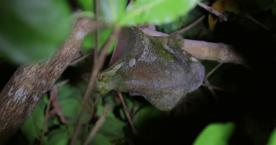 Sunda flying lemur clinging to tree branch in nocturnal rainforest. Rare wildlife observation and biodiversity conservation.
