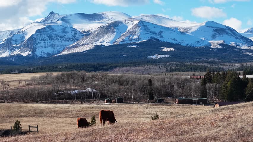 Scenic aerial shot of rural farmland with grazing cows, barns and a pasture stretching beneath snow-capped mountains near Whitefish, Montana.