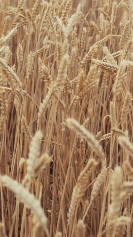 a field of golden wheat, showcasing numerous wheat stalks swaying gently. The wheat field exudes a warm, autumnal ambiance with its rich textures.