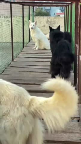 Black and white German Shepherd dogs in a secure outdoor facility. The black dog is in focus in the foreground with white dogs in the background.
