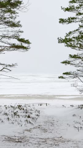 Winter coastal path between pine branches leading to a frozen Baltic shoreline under an overcast sky, with gentle dunes and minimal copy space, vertical.