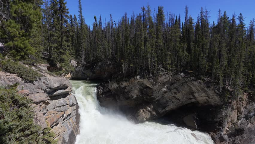 Sunwapta River flows powerfully over waterfalls surrounded by a dense pine forest in Jasper National Park