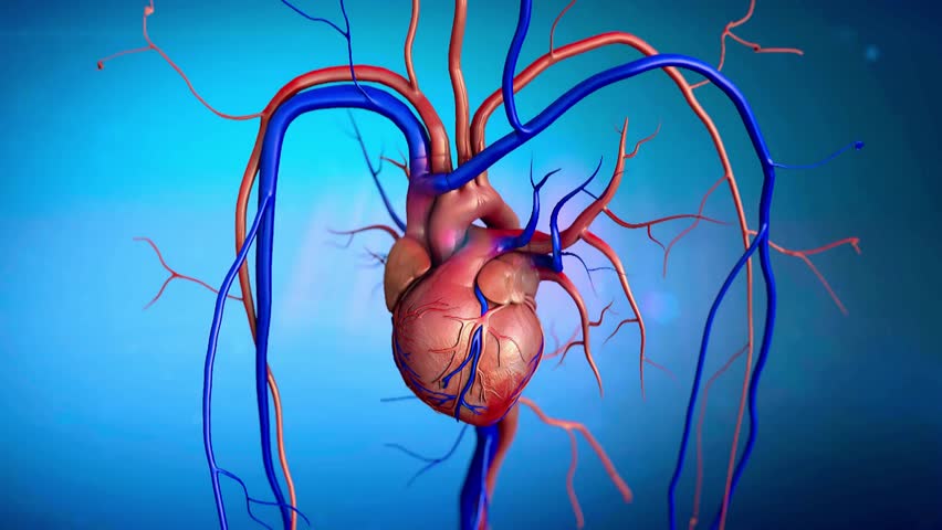 Human heart with arteries and veins on blue gradient background