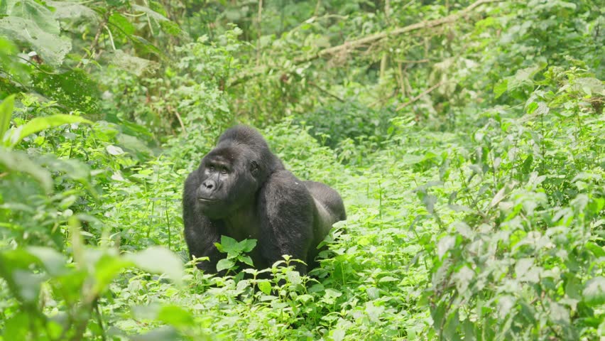 Silverback mountain gorilla standing in the forest and looking at the camera. Bwindi Impenetrable National Park Uganda.